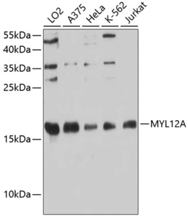 100UL MYL12A ANTIBODY 100 ul