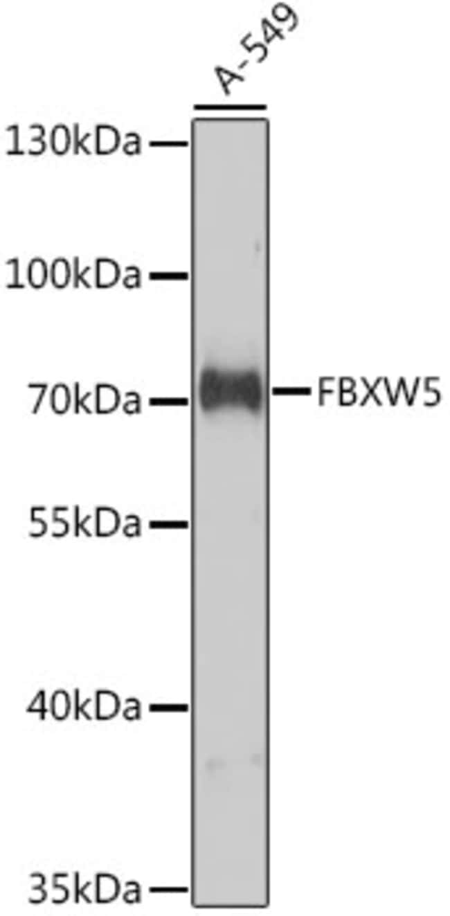 100UL FBXW5 ANTIBODY 100 ul