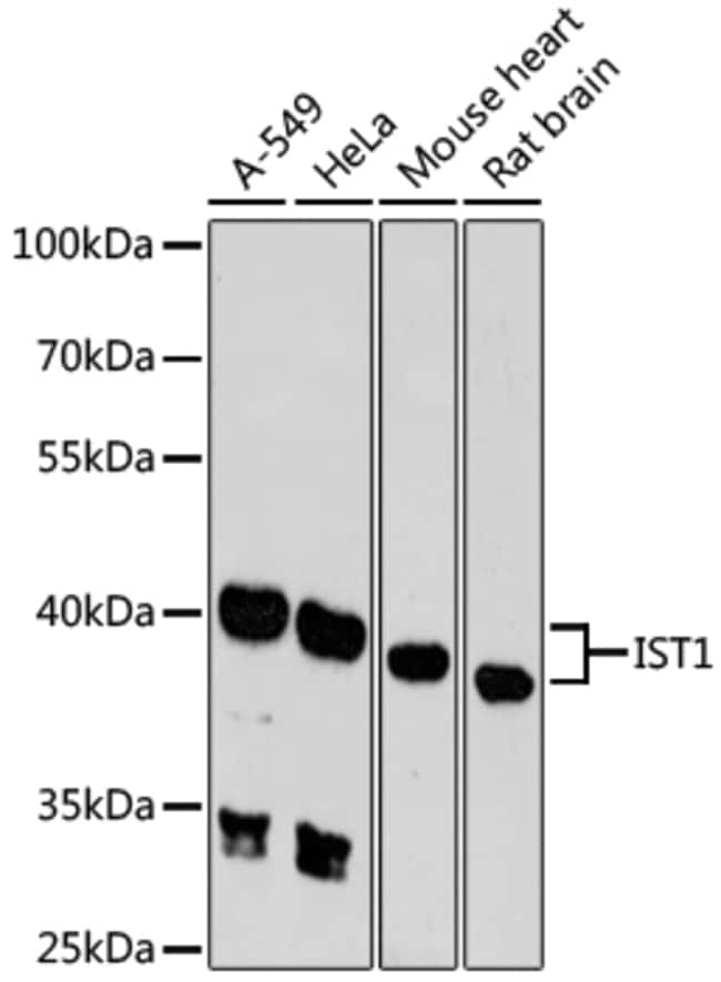100UL IST1 ANTIBODY 100 ul