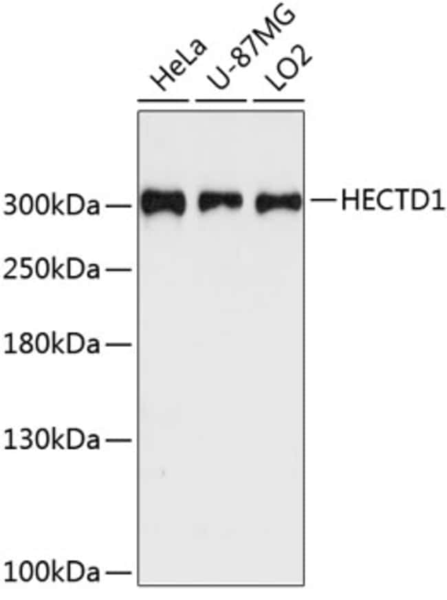 100UL HECTD1 ANTIBODY 100 ul
