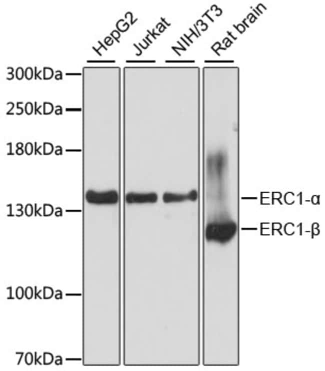 100UL ERC1 ANTIBODY 100 ul