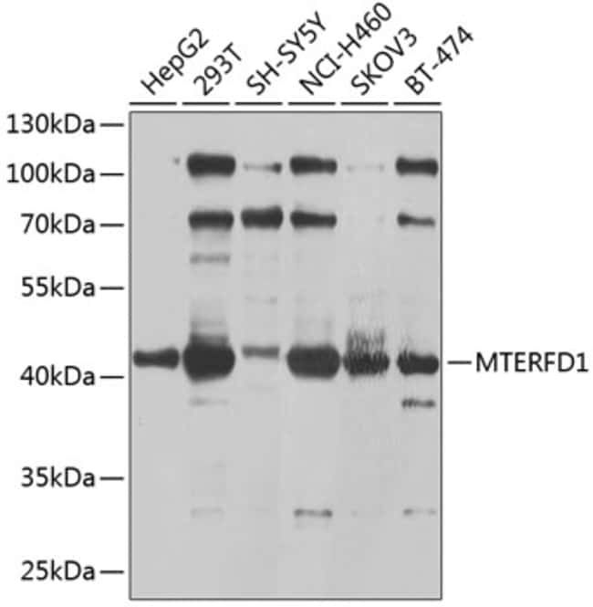 100UL MTERFD1 ANTIBODY 100 ul