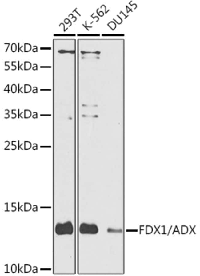 100UL FDX1 ANTIBODY 100 ul