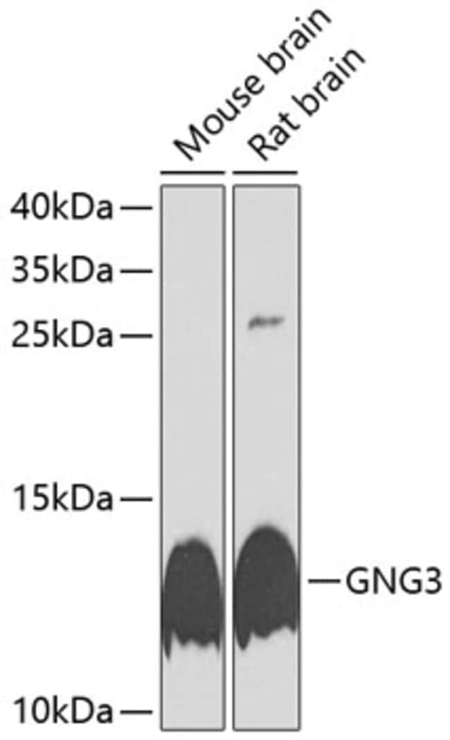 100UL GNG3 ANTIBODY 100 ul