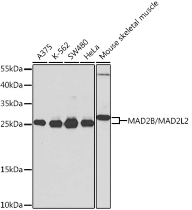100UL MAD2L2 ANTIBODY 100 ul
