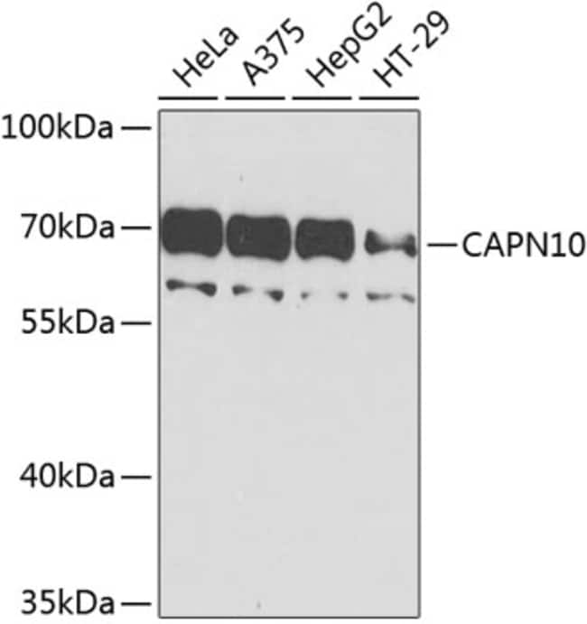 100UL CALPAIN 10 ANTIBODY 100 ul