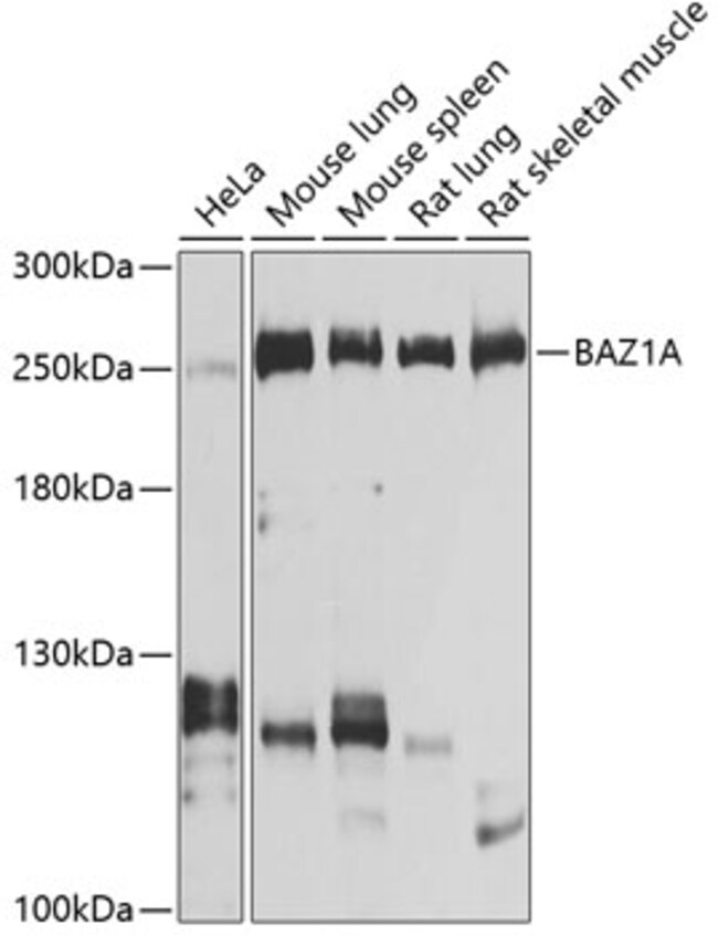 100UL BAZ1A ANTIBODY 100 ul