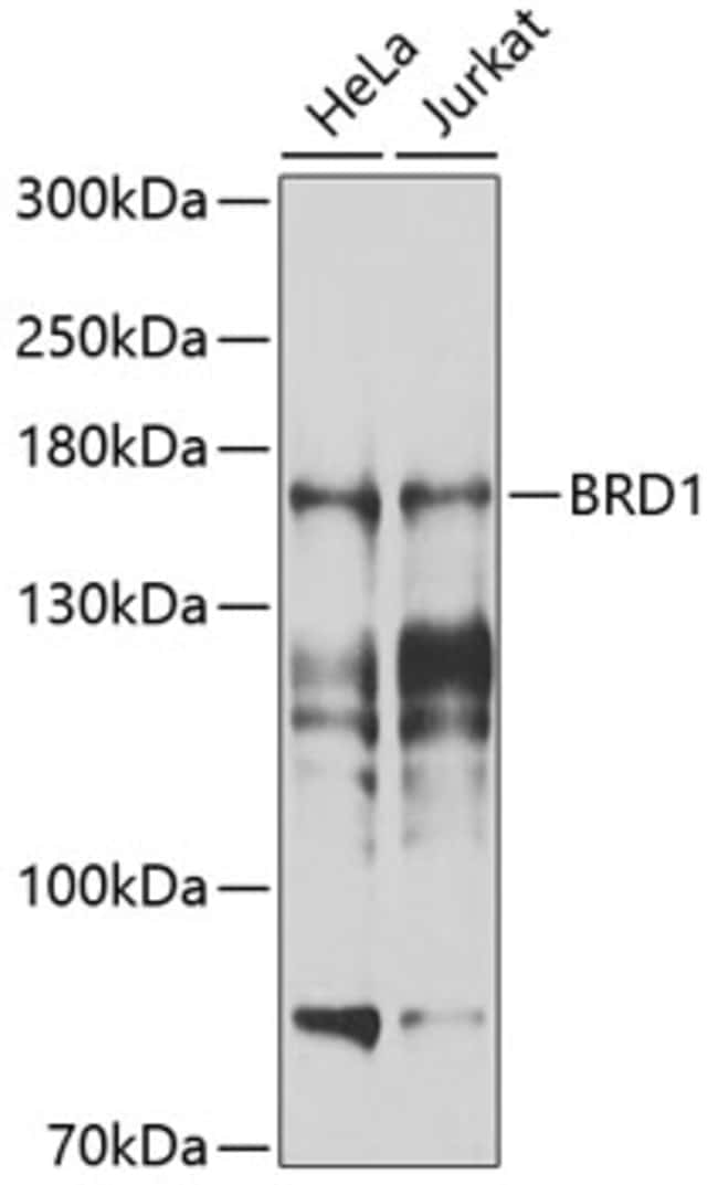 100UL BRD1 ANTIBODY 100 ul