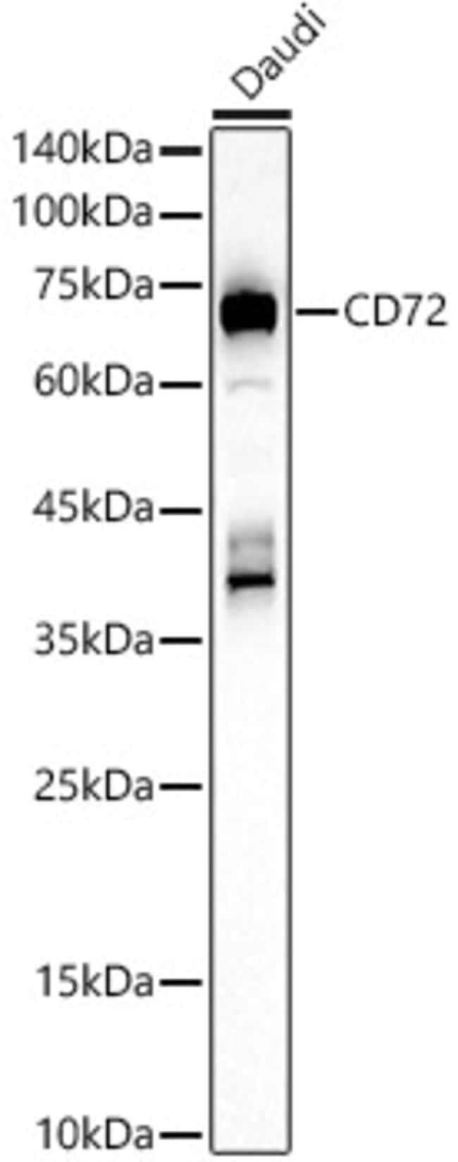 100UL CD72 ANTIBODY 100 ul