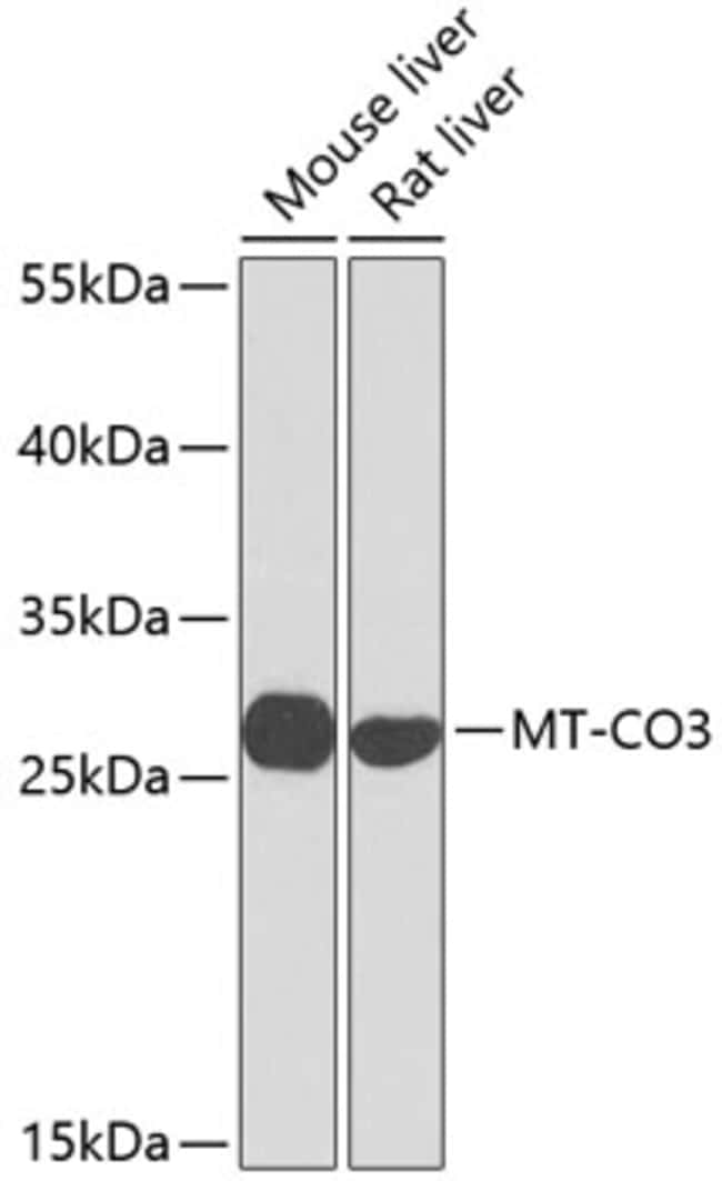 100UL COX3 ANTIBODY 100 ul