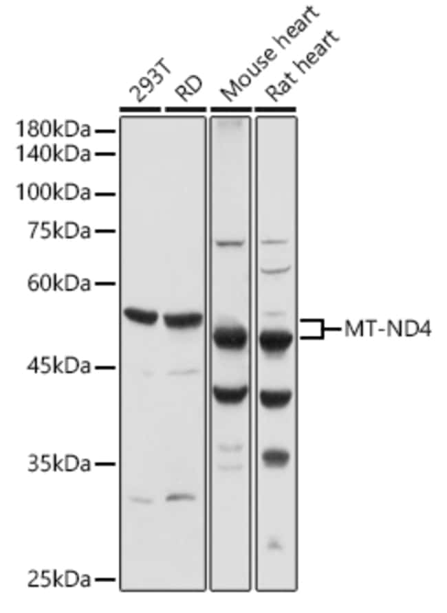 100UL MT-ND4 ANTIBODY 100 ul