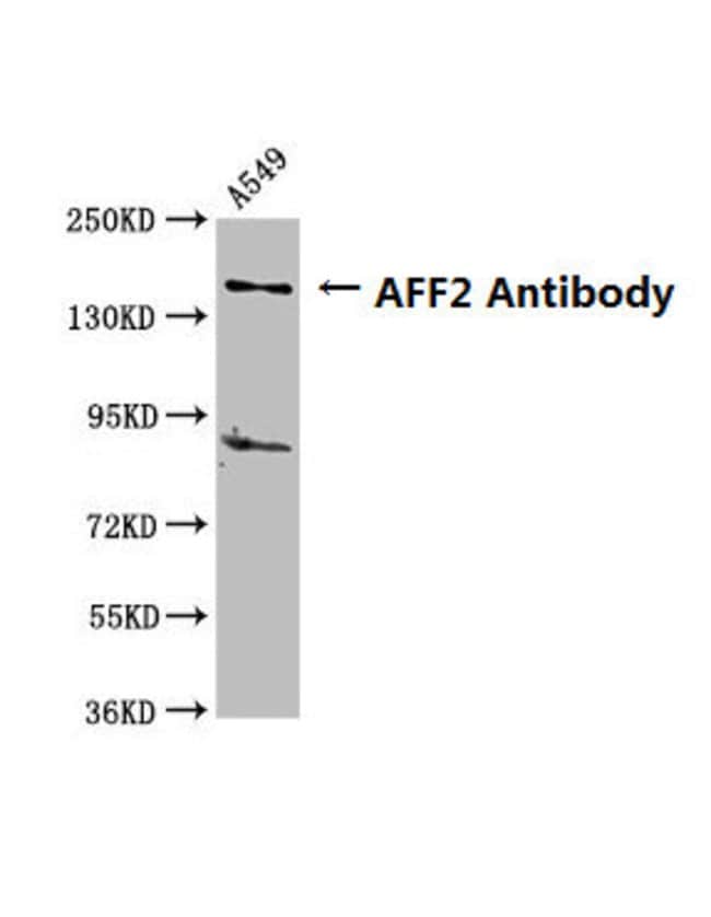 100UG AFF2 ANTIBODY 100 ug