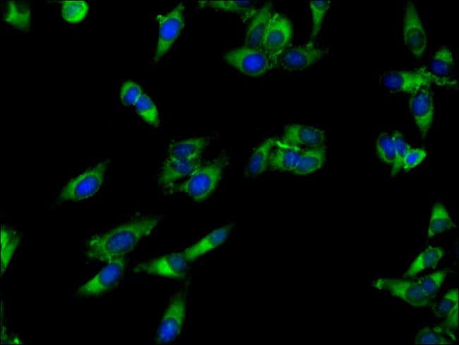 100UG APEH ANTIBODY 100 ug
