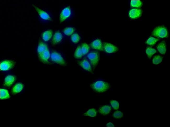 100UL FLAVIN REDUCTASE ANTIBODY 100 ul