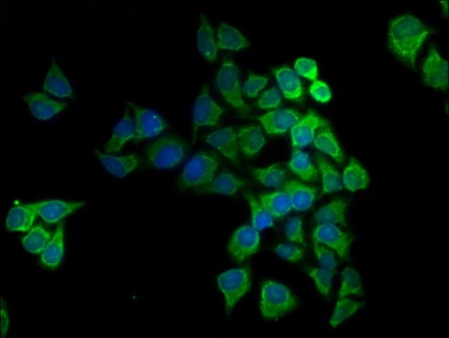 100UG COX5A ANTIBODY 100 ug