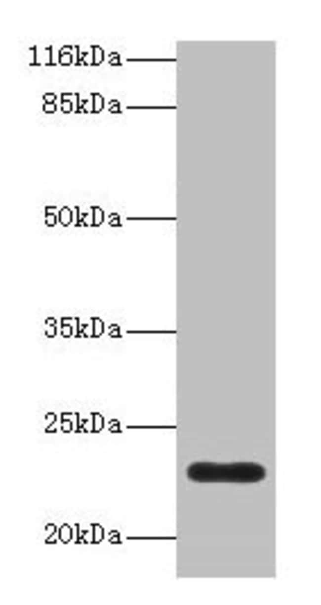 100UG C8G ANTIBODY 100 ug