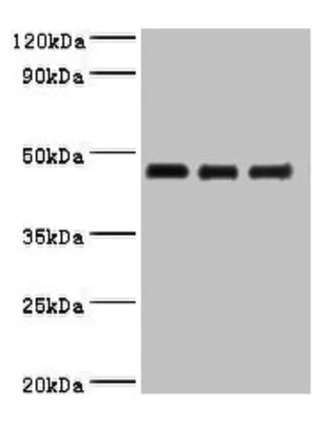 100UG OVALBUMIN ANTIBODY 100 ug