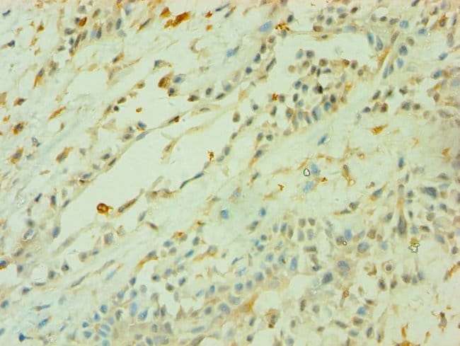 100UL CD33 ANTIBODY 100 ul