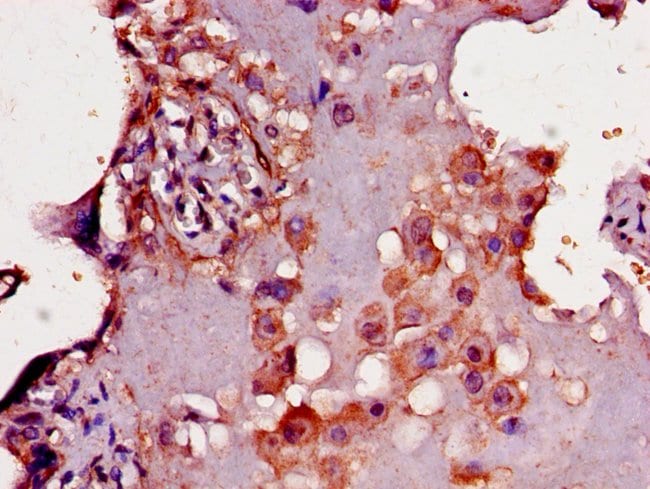100UG CD33 ANTIBODY 100 ug