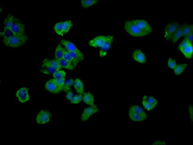 100UG CD3G ANTIBODY 100 ug