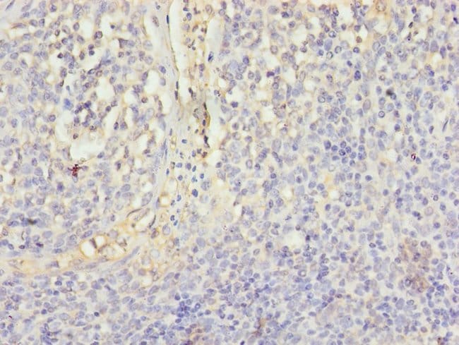 100UG CD46 ANTIBODY 100 ug