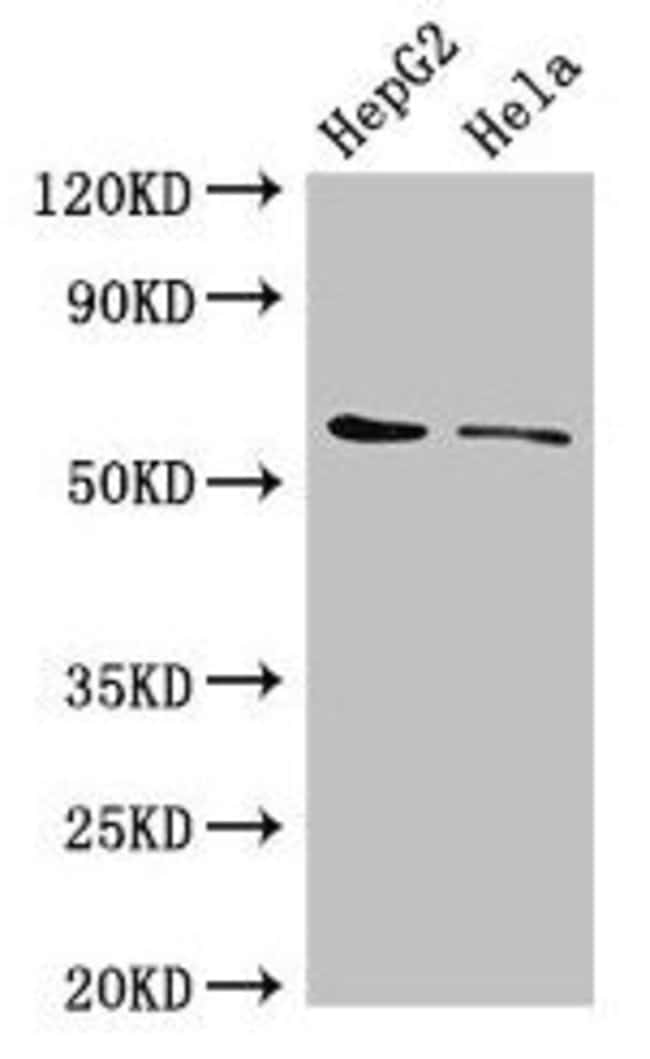 100UG CDT1 ANTIBODY 100 ug