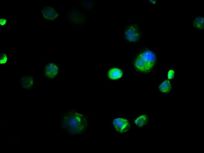 100UG COX4 ANTIBODY 100 ug