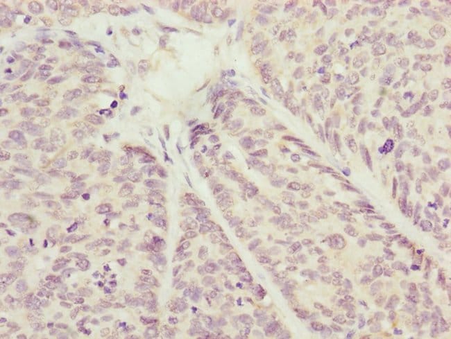 100UL COX7A2L ANTIBODY 100 ul
