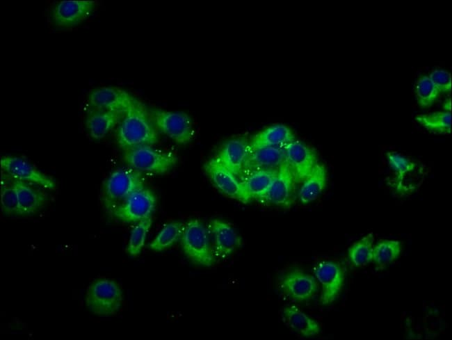 100UG CPNE3 ANTIBODY 100 ug