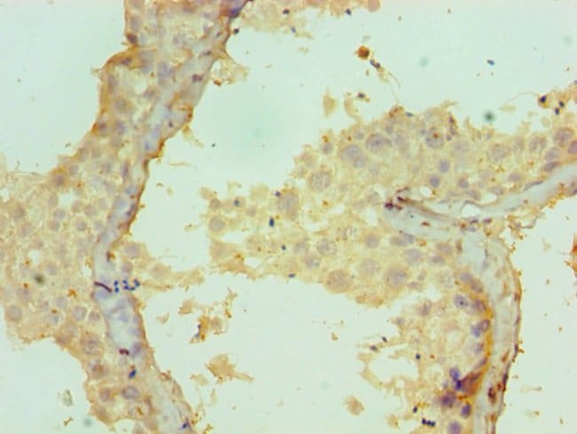 100UL CRISP2 ANTIBODY 100 ul