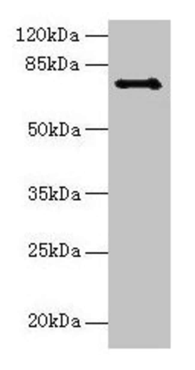 100UG CTCFL ANTIBODY 100 ug