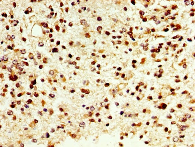 100UG DAO ANTIBODY 100 ug
