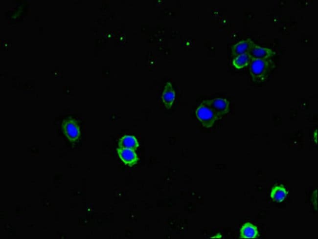 100UG HDJ2 ANTIBODY 100 ug