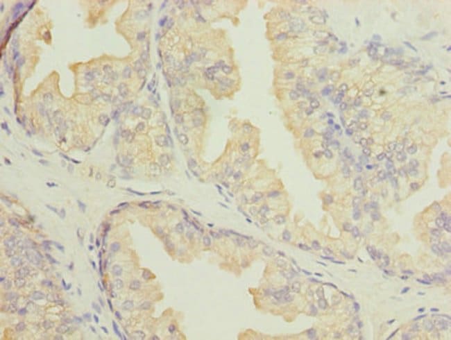 100UG DNALI1 ANTIBODY 100 ug