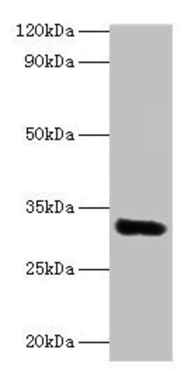 100UG EEF1D ANTIBODY 100 ug