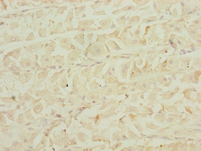 100UL EEF1G ANTIBODY 100 ul
