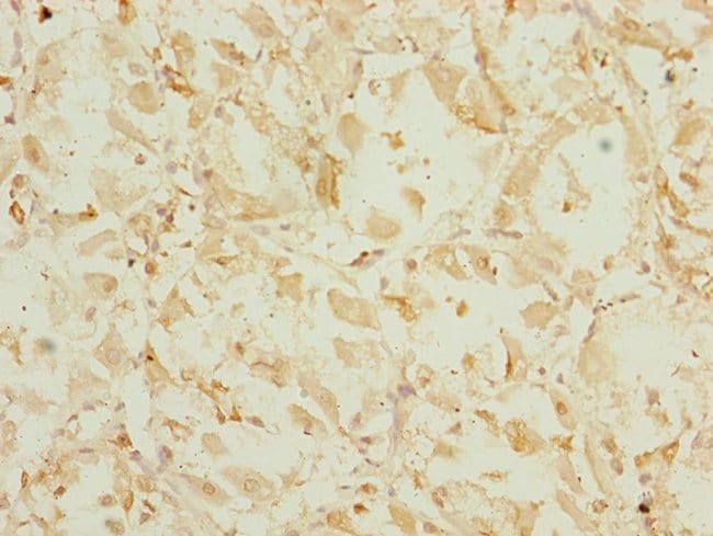 100UL EEF1G ANTIBODY 100 ul