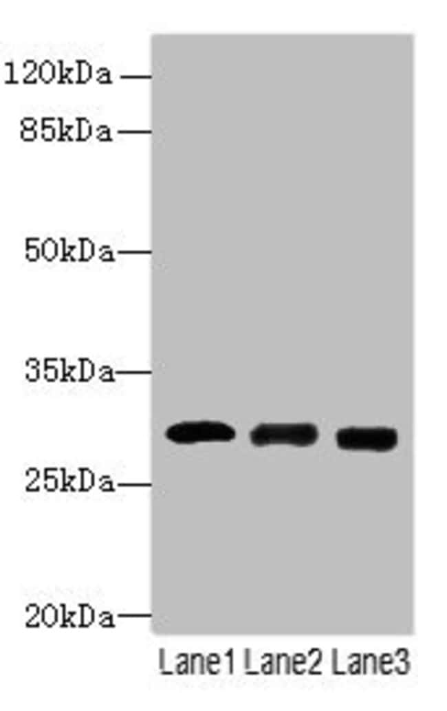 100UG ELA3A ANTIBODY 100 ug