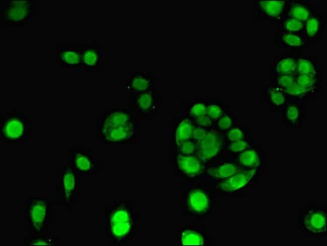 100UG ELAVL2 ANTIBODY 100 ug