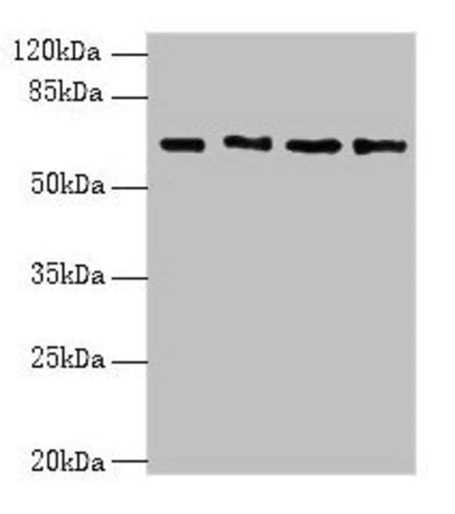 100UG ENC1 ANTIBODY 100 ug