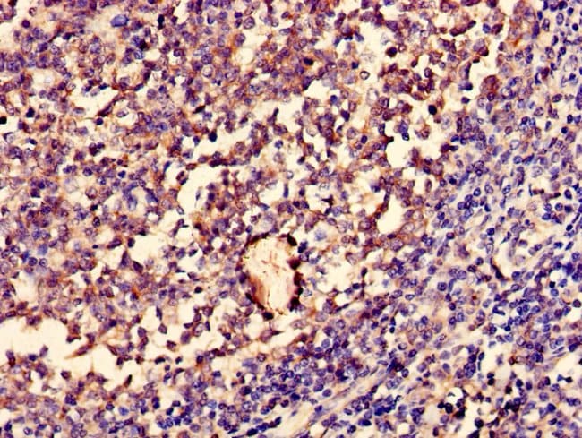 100UG ENOX1 ANTIBODY 100 ug