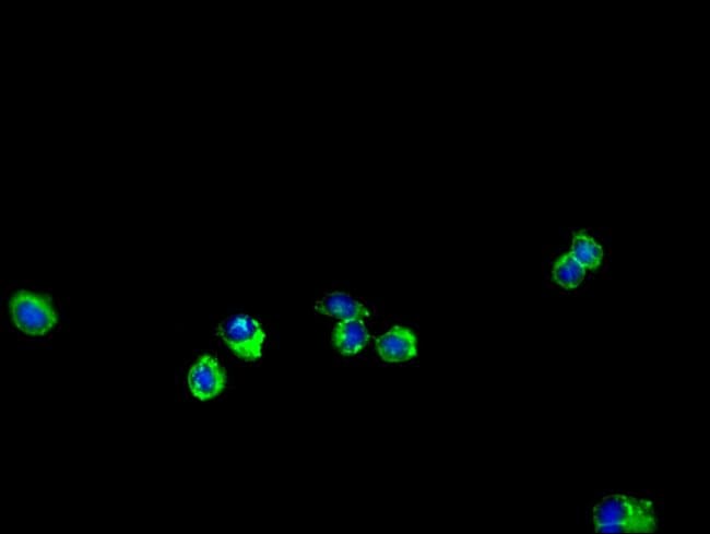 100UG ENTPD7 ANTIBODY 100 ug