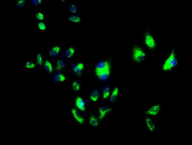 100UG FLOTILLIN 1 ANTIBODY 100 ug