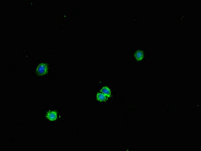 100UG FNTB ANTIBODY 100 ug