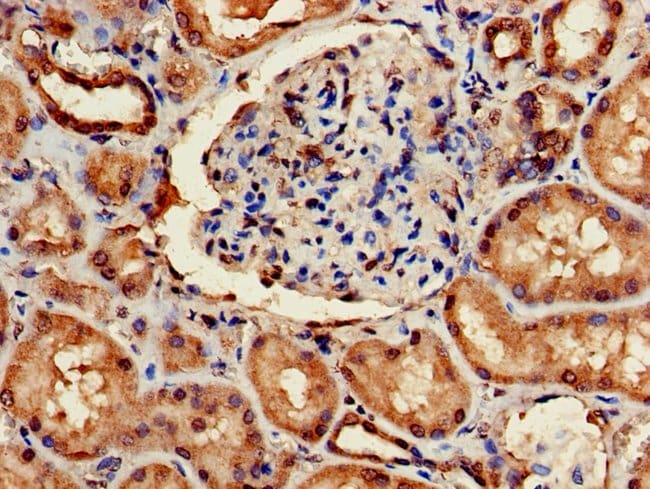 100UG ARF4 ANTIBODY 100 ug