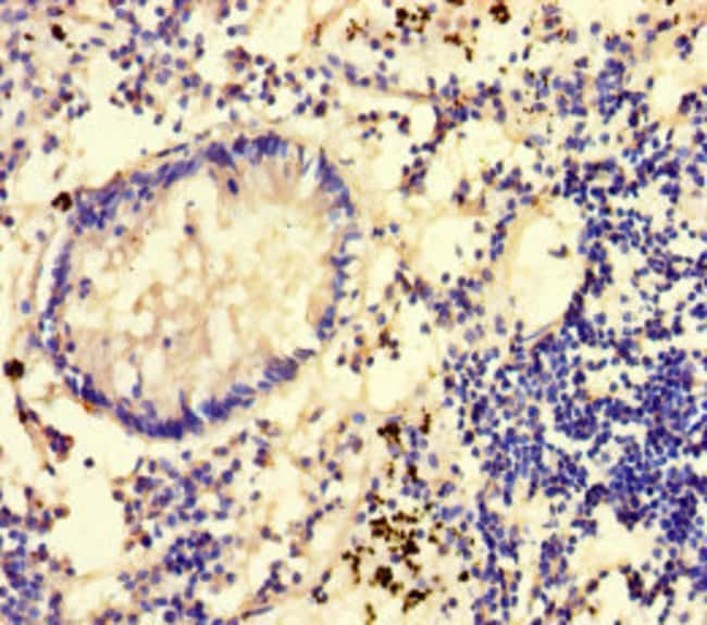 100UG GLCE ANTIBODY 100 ug
