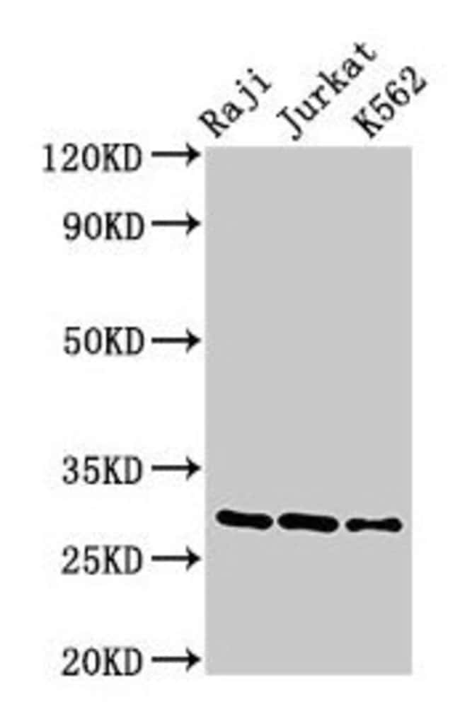 100UG GRANZYME A ANTIBODY 100 ug