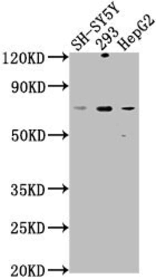 100UL HSPA12A ANTIBODY 100 ul