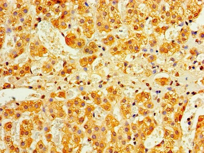 100UG INTERFERON ALPHA-4 ANTIBODY 100 ug