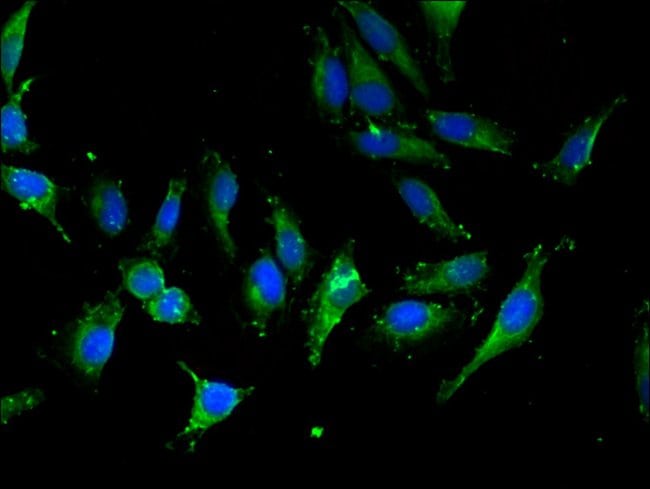 100UG IMPORTIN 13 ANTIBODY 100 ug